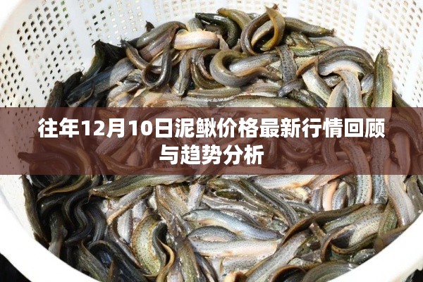 往年泥鳅市场趋势回顾与未来行情预测，深度分析泥鳅价格走势及趋势分析