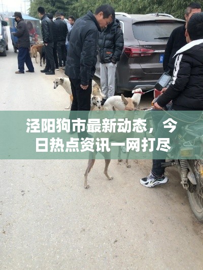 泾阳狗市最新动态，今日热点资讯一网打尽