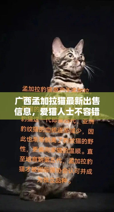 广西孟加拉猫最新出售信息，爱猫人士不容错过！