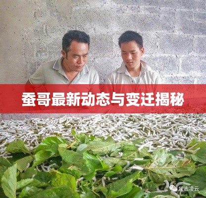蚕哥最新动态与变迁揭秘