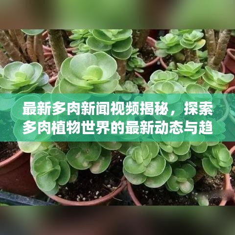 最新多肉新闻视频揭秘，探索多肉植物世界的最新动态与趋势