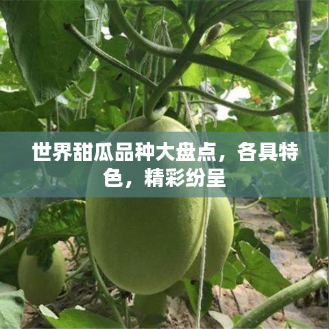 世界甜瓜品种大盘点，各具特色，精彩纷呈