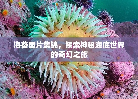 海葵图片集锦，探索神秘海底世界的奇幻之旅