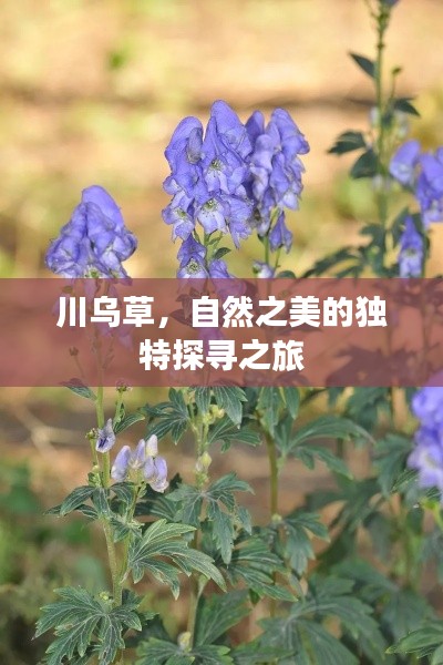 川乌草，自然之美的独特探寻之旅