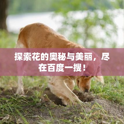 探索花的奥秘与美丽，尽在百度一搜！