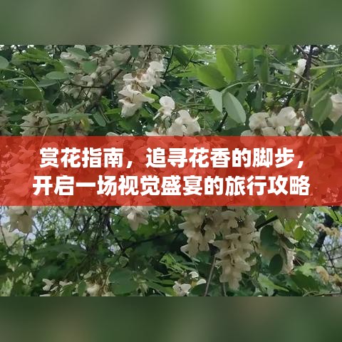 赏花指南，追寻花香的脚步，开启一场视觉盛宴的旅行攻略！