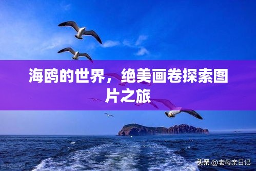海鸥的世界，绝美画卷探索图片之旅