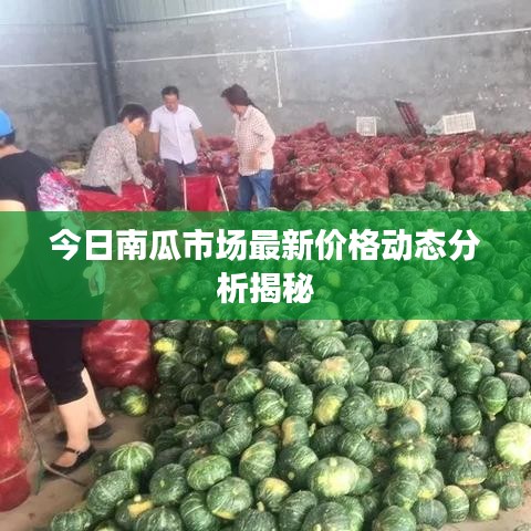 今日南瓜市场最新价格动态分析揭秘
