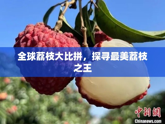全球荔枝大比拼，探寻最美荔枝之王