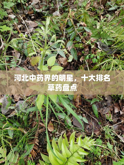 河北中药界的明星，十大排名草药盘点