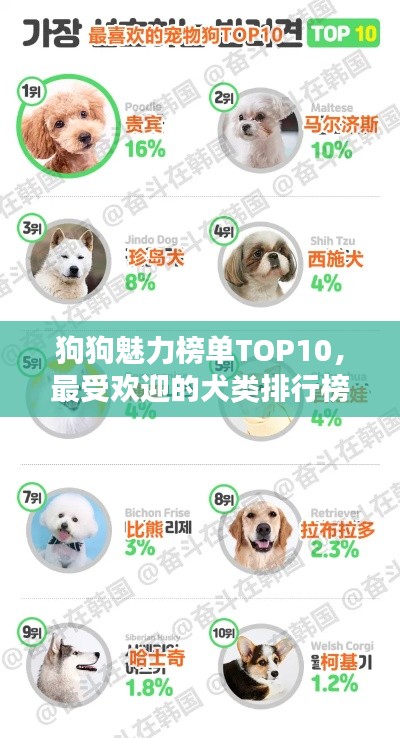 狗狗魅力榜单TOP10，最受欢迎的犬类排行榜