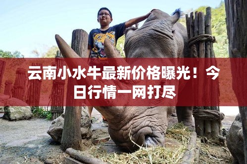 云南小水牛最新价格曝光！今日行情一网打尽