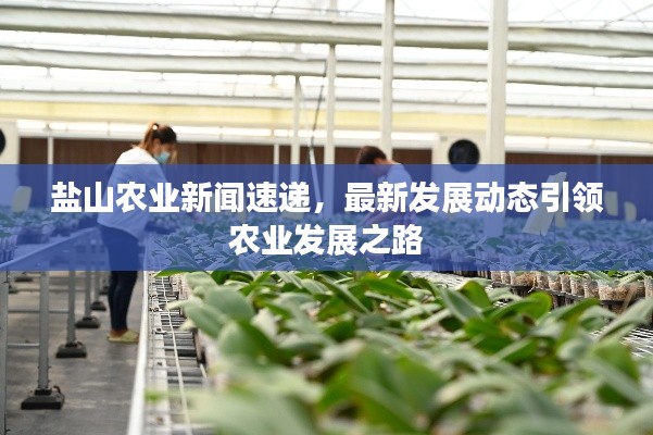 盐山农业新闻速递，最新发展动态引领农业发展之路