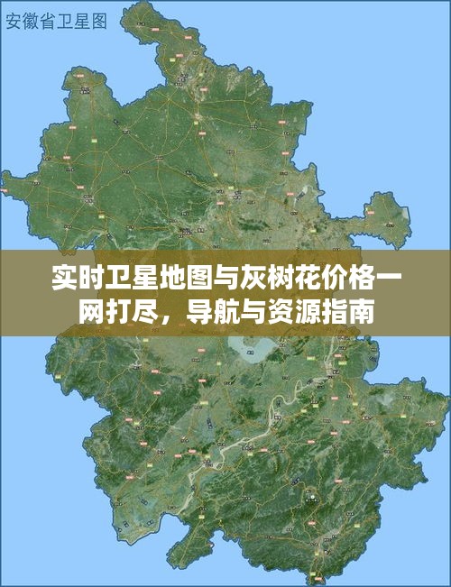 实时卫星地图与灰树花价格一网打尽,导航与资源指南