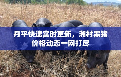 丹平快速实时更新，湘村黑猪价格动态一网打尽