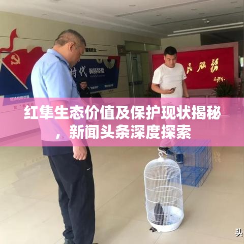 红隼生态价值及保护现状揭秘，新闻头条深度探索