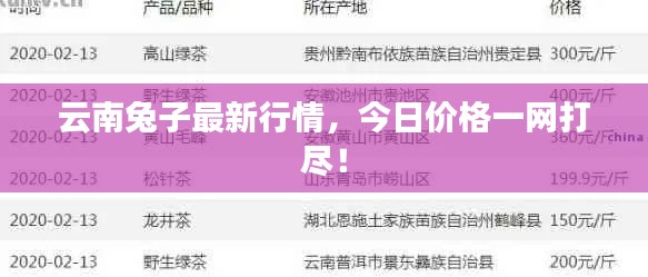 云南兔子最新行情,今日价格一网打尽!