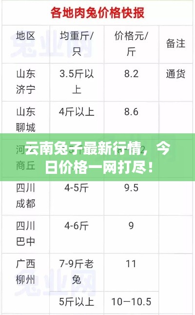 云南兔子最新行情,今日价格一网打尽!