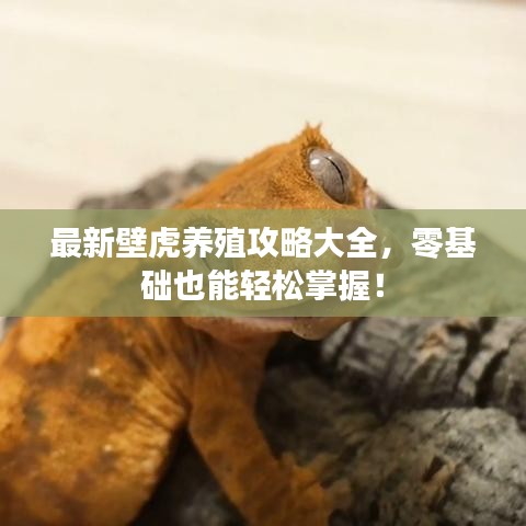 最新壁虎养殖攻略大全,零基础也能轻松掌握!