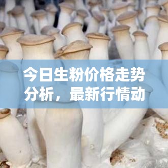 今日生粉价格走势分析,最新行情动态揭秘