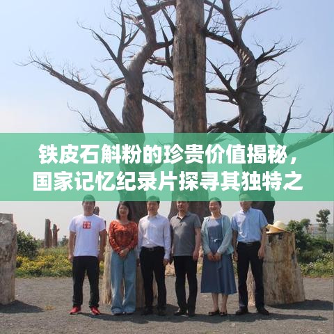铁皮石斛粉的珍贵价值揭秘,国家记忆纪录片探寻其独特之处与市场价格