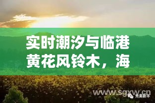 实时潮汐与临港黄花风铃木，海洋与自然的魅力探索