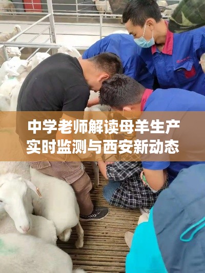 中学老师解读母羊生产实时监测与西安新动态背后的故事