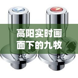 高阳实时画面下的九牧三角阀价格分析