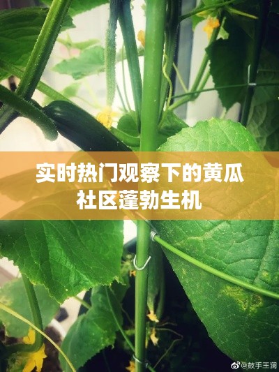 实时热门观察下的黄瓜社区蓬勃生机