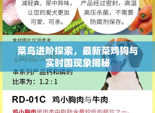 菜鸟进阶探索，最新菜鸡狗与实时国现象揭秘