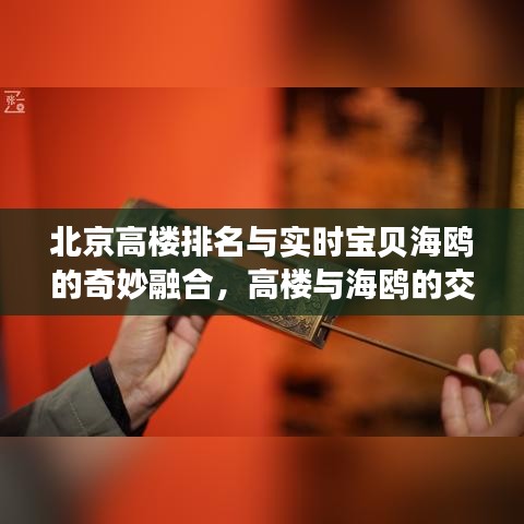 北京高楼排名与实时宝贝海鸥的奇妙融合，高楼与海鸥的交织故事