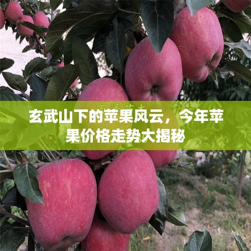 玄武山下的苹果风云，今年苹果价格走势大揭秘