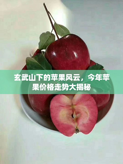 玄武山下的苹果风云,今年苹果价格走势大揭秘