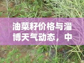 油菜籽价格与淄博天气动态,中学课堂生活常识解析