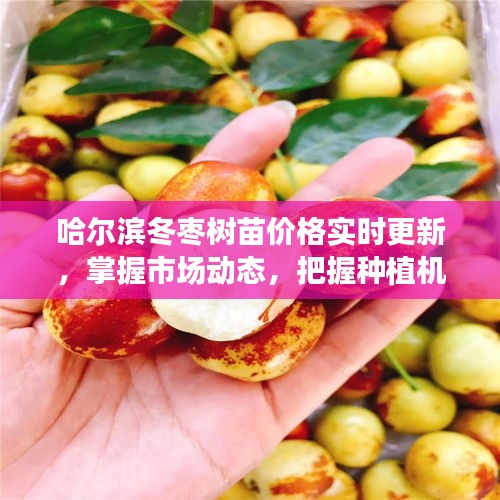 哈尔滨冬枣树苗价格实时更新,掌握市场动态,把握种植机遇