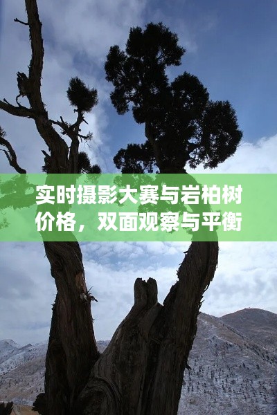 实时摄影大赛与岩柏树价格，双面观察与平衡观点探讨