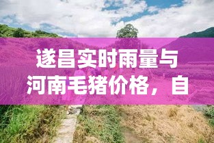 遂昌实时雨量与河南毛猪价格,自然与经济的小探秘之旅
